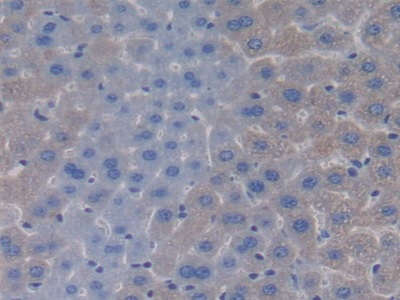 Immunohistochemistry (Formalin/PFA-fixed paraffin-embedded sections) - Anti-Apolipoprotein CIV antibody (AB232710), expandable thumbnail