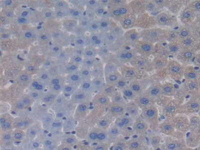 Immunohistochemistry (Formalin/PFA-fixed paraffin-embedded sections) - Anti-Apolipoprotein CIV antibody (AB232710)