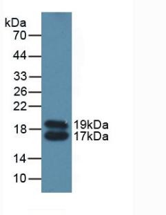 Western blot - Anti-Apolipoprotein CIV antibody (AB232710), expandable thumbnail