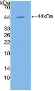 Western blot - Anti-Apolipoprotein CIV antibody (AB232710), expandable thumbnail