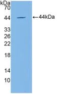 Western blot - Anti-Apolipoprotein CIV antibody (AB232710)