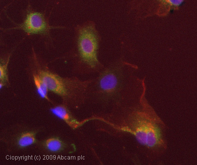 Immunocytochemistry/ Immunofluorescence - Anti-Apolipoprotein E antibody (AB24139)