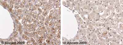 Immunohistochemistry (Formalin/PFA-fixed paraffin-embedded sections) - Anti-Apolipoprotein E antibody (AB24139)
