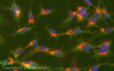 Immunocytochemistry/ Immunofluorescence - Anti-Apolipoprotein E antibody [E6D7] (AB1907), expandable thumbnail