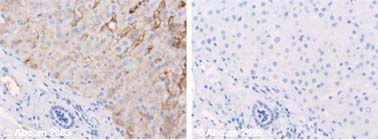 Immunohistochemistry (Formalin/PFA-fixed paraffin-embedded sections) - Anti-Apolipoprotein E antibody [E6D7] (AB1907), expandable thumbnail