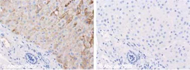 Immunohistochemistry (Formalin/PFA-fixed paraffin-embedded sections) - Anti-Apolipoprotein E antibody [E6D7] (AB1907)
