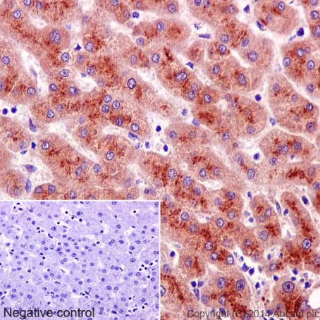 Immunohistochemistry (Formalin/PFA-fixed paraffin-embedded sections) - Anti-Apolipoprotein E antibody [EP1373Y] (ab51015), expandable thumbnail