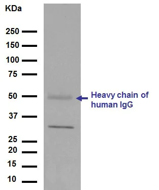 Western blot - Anti-Apolipoprotein E antibody [EP1373Y] (AB51015)