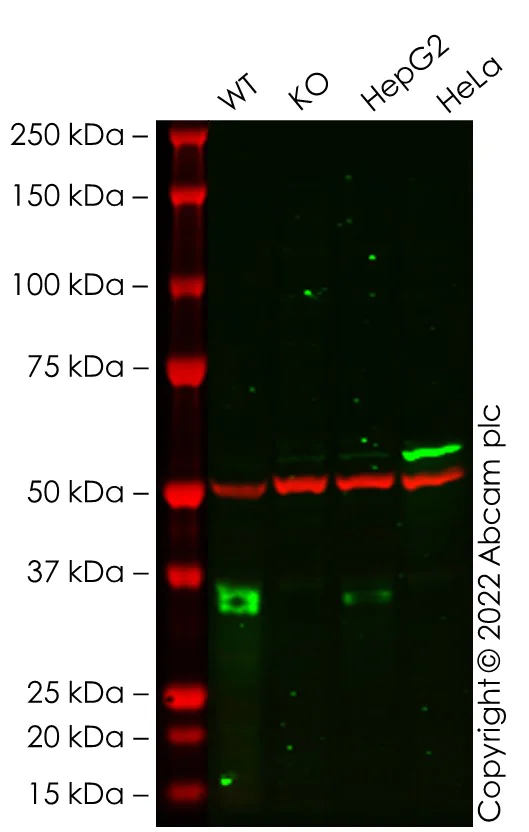 Western blot - Anti-Apolipoprotein E antibody [EP1373Y] (AB51015)