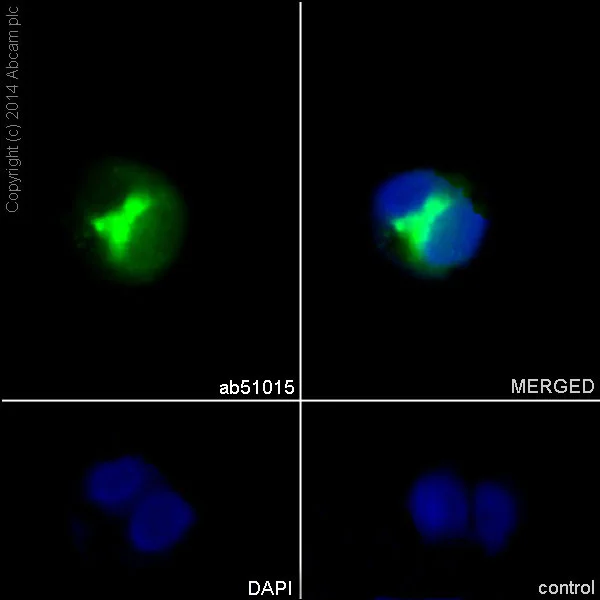 Immunocytochemistry/ Immunofluorescence - Anti-Apolipoprotein E antibody [EP1373Y] - BSA and Azide free (AB171357)