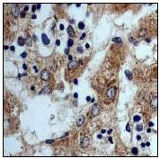 Immunohistochemistry (Formalin/PFA-fixed paraffin-embedded sections) - Anti-Apolipoprotein E antibody [EP1373Y] - BSA and Azide free (AB171357)