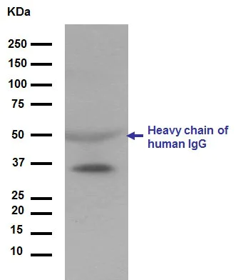 Western blot - Anti-Apolipoprotein E antibody [EP1373Y] - BSA and Azide free (AB171357)