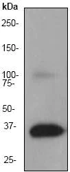 Western blot - Anti-Apolipoprotein E antibody [EP1373Y] - BSA and Azide free (AB171357)