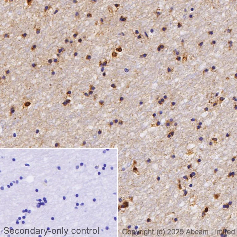 Immunohistochemistry (Formalin/PFA-fixed paraffin-embedded sections) - Anti-Apolipoprotein E antibody [EP1374Y] - BSA and Azide free (AB271843)