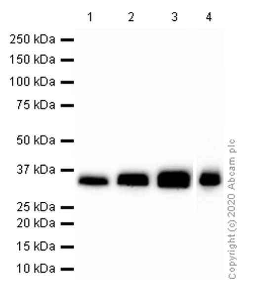 Western blot - Anti-Apolipoprotein E antibody [EP1374Y] - BSA and Azide free (AB271843)
