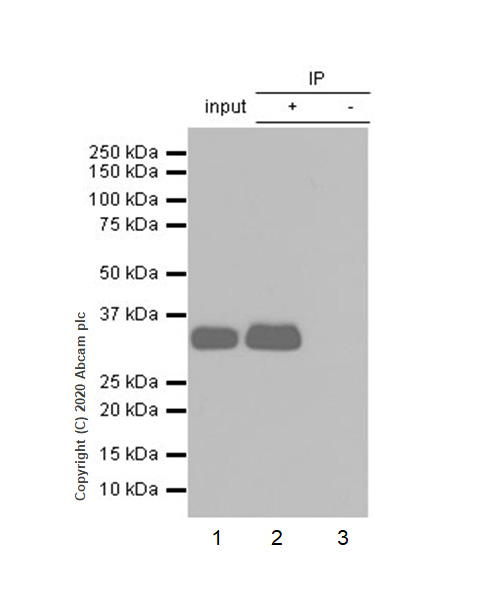 Immunoprecipitation - Anti-Apolipoprotein E antibody [EP1374Y] - Low endotoxin, Azide free (AB184845), expandable thumbnail