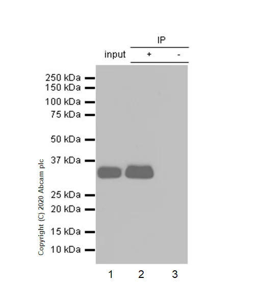 Immunoprecipitation - Anti-Apolipoprotein E antibody [EP1374Y] - Low endotoxin, Azide free (AB184845)