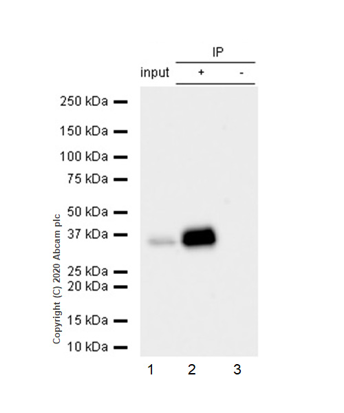 Immunoprecipitation - Anti-Apolipoprotein E antibody [EP1374Y] - Low endotoxin, Azide free (ab184845), expandable thumbnail