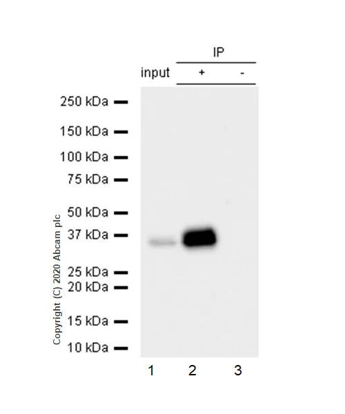 Immunoprecipitation - Anti-Apolipoprotein E antibody [EP1374Y] - Low endotoxin, Azide free (AB184845)