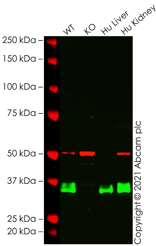 Western blot - Anti-Apolipoprotein E antibody [EP1374Y] - Low endotoxin, Azide free (AB184845), expandable thumbnail