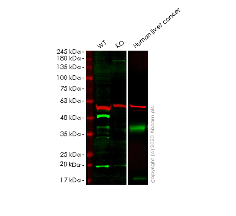 Western blot - Anti-Apolipoprotein E antibody [EP1374Y] - Low endotoxin, Azide free (AB184845)