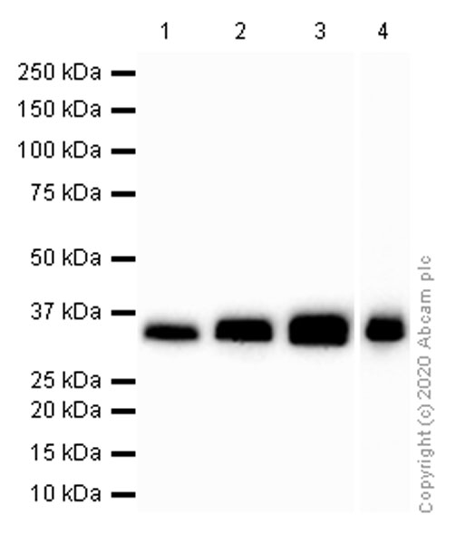 Western blot - Anti-Apolipoprotein E antibody [EP1374Y] - Low endotoxin, Azide free (AB184845), expandable thumbnail