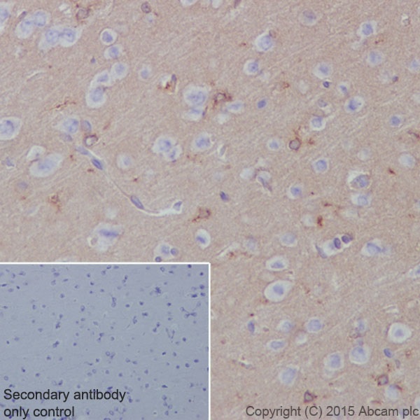 Immunohistochemistry (Formalin/PFA-fixed paraffin-embedded sections) - Anti-Apolipoprotein E antibody [EPR19378] (AB183596)