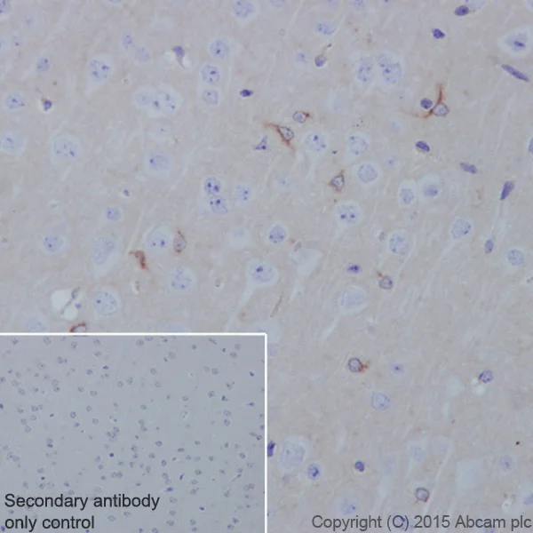 Immunohistochemistry (Formalin/PFA-fixed paraffin-embedded sections) - Anti-Apolipoprotein E antibody [EPR19378] (AB183596)