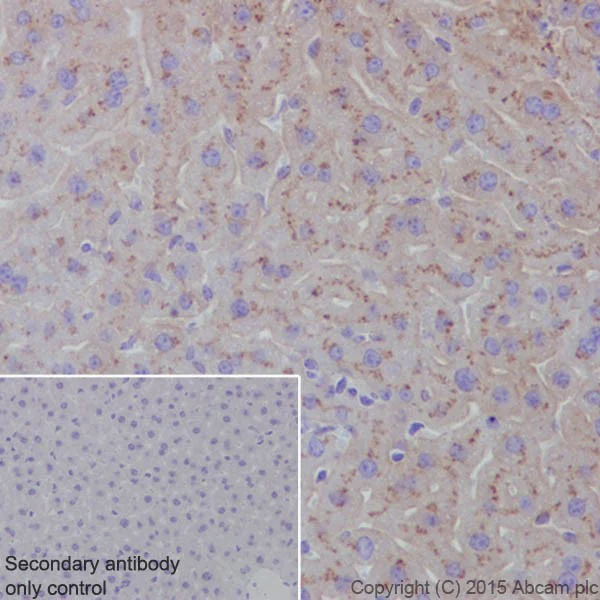 Immunohistochemistry (Formalin/PFA-fixed paraffin-embedded sections) - Anti-Apolipoprotein E antibody [EPR19378] - BSA and Azide free (AB245999)