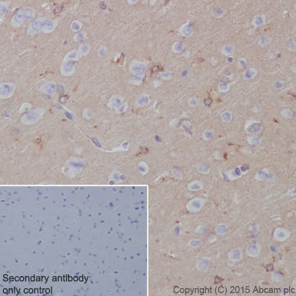 Immunohistochemistry (Formalin/PFA-fixed paraffin-embedded sections) - Anti-Apolipoprotein E antibody [EPR19378] - BSA and Azide free (AB245999)