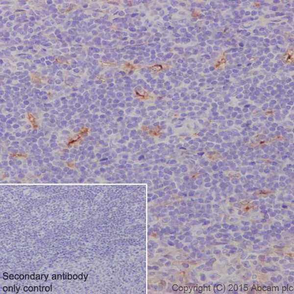 Immunohistochemistry (Formalin/PFA-fixed paraffin-embedded sections) - Anti-Apolipoprotein E antibody [EPR19378] - BSA and Azide free (AB245999)