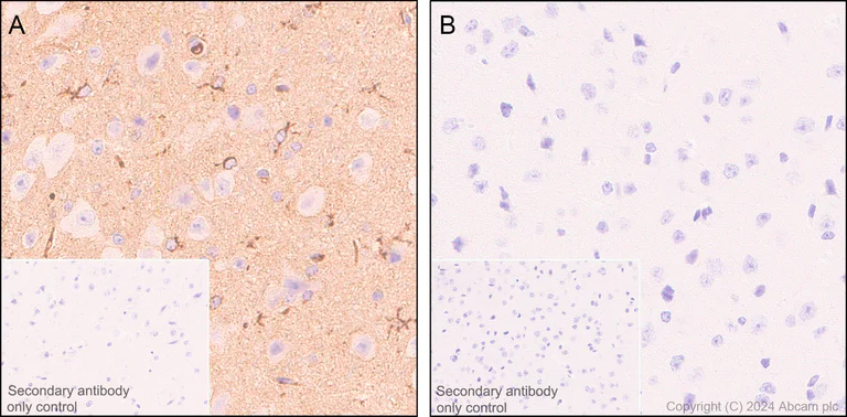 Immunohistochemistry (Formalin/PFA-fixed paraffin-embedded sections) - Anti-Apolipoprotein E antibody [EPR19378] - BSA and Azide free (AB245999)