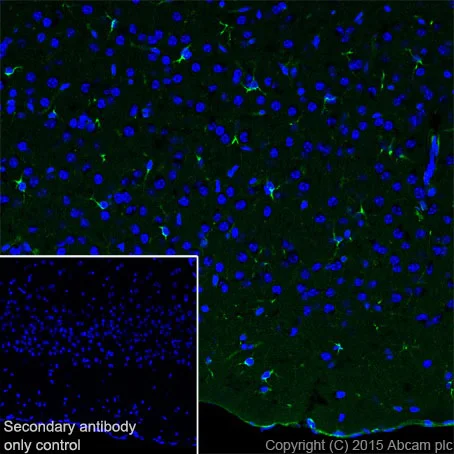 Immunohistochemistry (Frozen sections) - Anti-Apolipoprotein E antibody [EPR19378] - BSA and Azide free (AB245999)