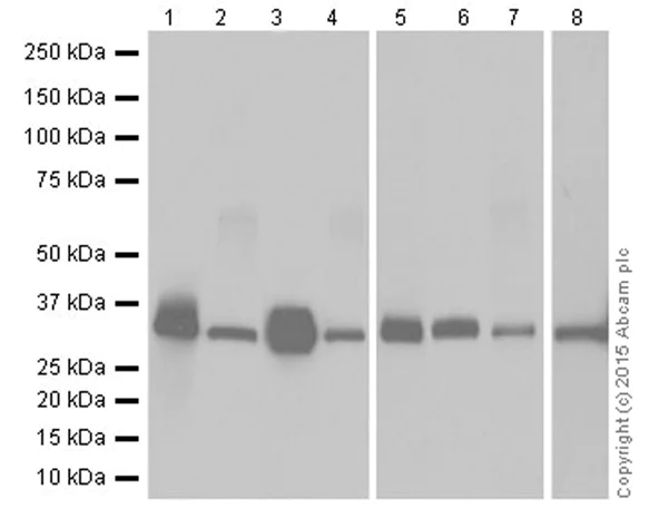 Western blot - Anti-Apolipoprotein E antibody [EPR19378] - BSA and Azide free (AB245999)