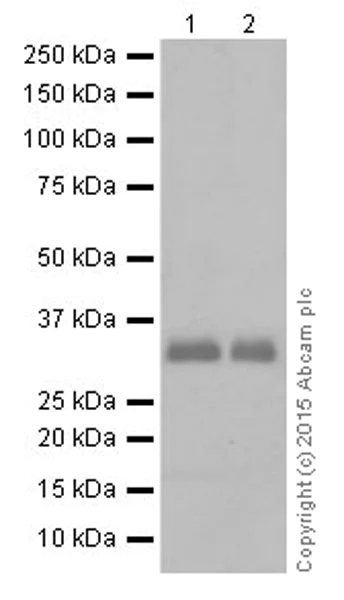Western blot - Anti-Apolipoprotein E antibody [EPR19392] (AB183597)