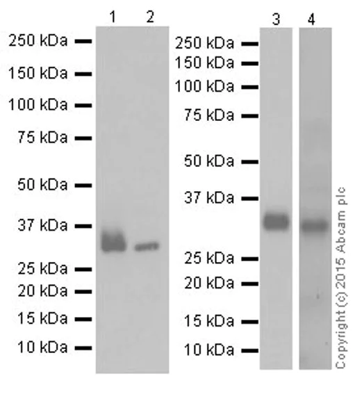 Western blot - Anti-Apolipoprotein E antibody [EPR19392] (AB183597)