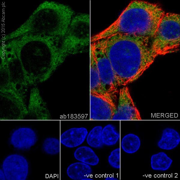 Immunocytochemistry/ Immunofluorescence - Anti-Apolipoprotein E antibody [EPR19392] - BSA and Azide free (AB271944)