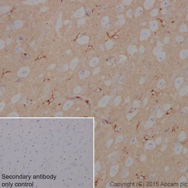 Immunohistochemistry (Formalin/PFA-fixed paraffin-embedded sections) - Anti-Apolipoprotein E antibody [EPR19392] - BSA and Azide free (AB271944)
