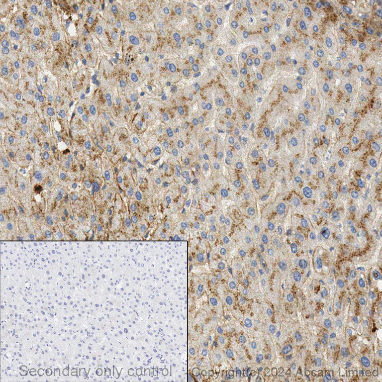 Immunohistochemistry (Formalin/PFA-fixed paraffin-embedded sections) - Anti-Apolipoprotein E antibody [EPR19392] - BSA and Azide free (AB271944)