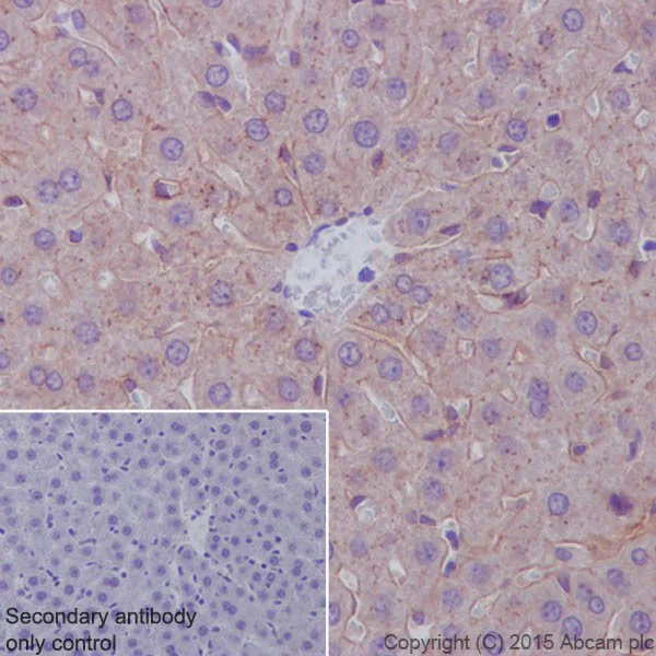 Immunohistochemistry (Formalin/PFA-fixed paraffin-embedded sections) - Anti-Apolipoprotein E antibody [EPR19392] - BSA and Azide free (AB271944)