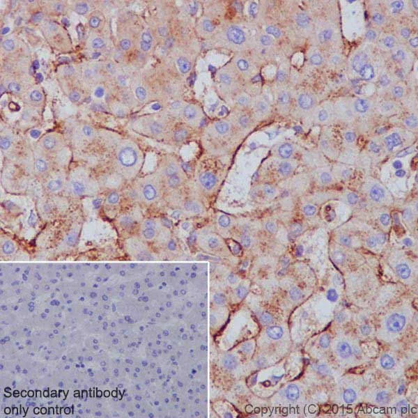 Immunohistochemistry (Formalin/PFA-fixed paraffin-embedded sections) - Anti-Apolipoprotein E antibody [EPR19392] - BSA and Azide free (AB271944)