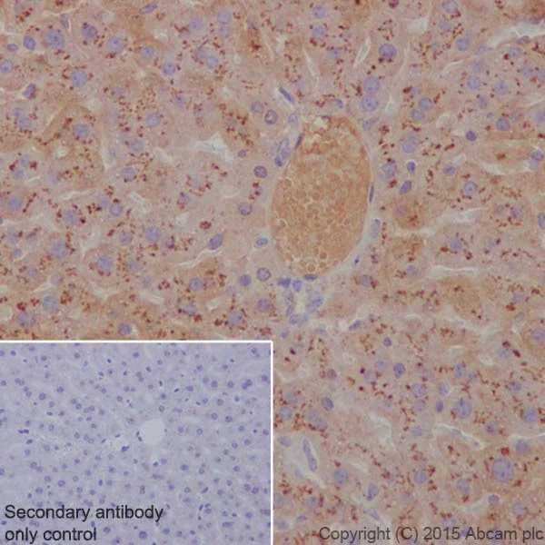 Immunohistochemistry (Formalin/PFA-fixed paraffin-embedded sections) - Anti-Apolipoprotein E antibody [EPR19392] - BSA and Azide free (AB271944)