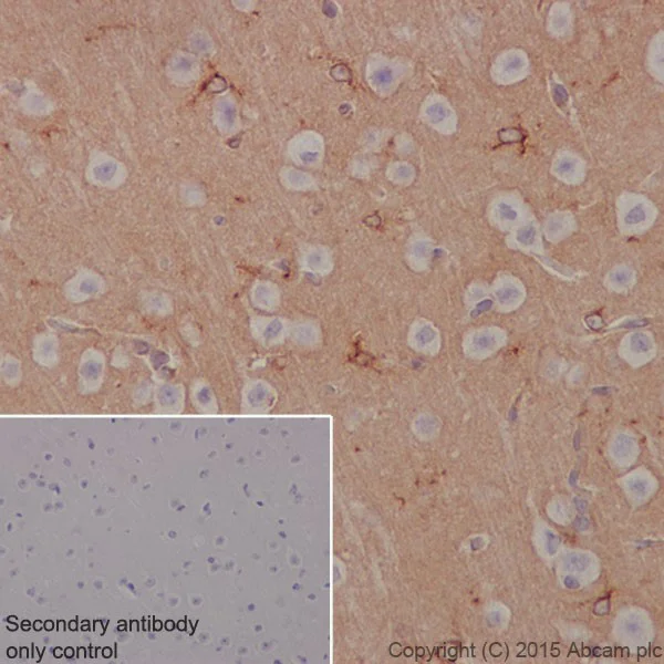 Immunohistochemistry (Formalin/PFA-fixed paraffin-embedded sections) - Anti-Apolipoprotein E antibody [EPR19392] - BSA and Azide free (AB271944)