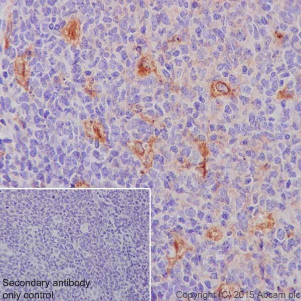 Immunohistochemistry (Formalin/PFA-fixed paraffin-embedded sections) - Anti-Apolipoprotein E antibody [EPR19392] - BSA and Azide free (AB271944)