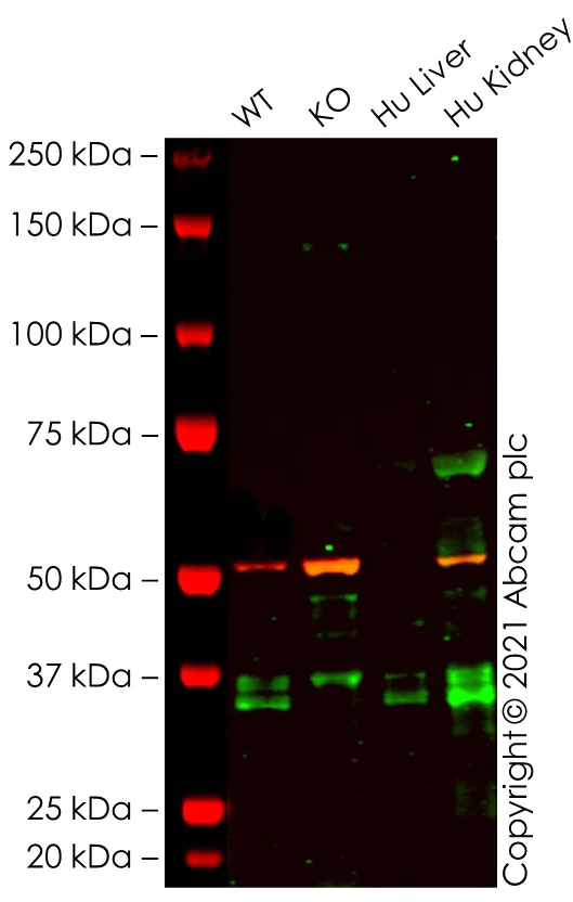 Western blot - Anti-Apolipoprotein E antibody [EPR19392] - BSA and Azide free (AB271944)