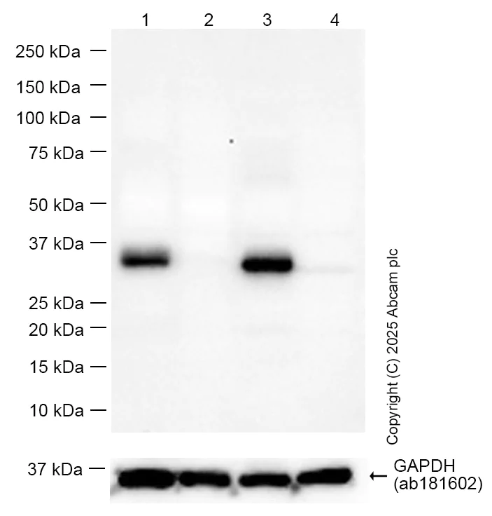 Western blot - Anti-Apolipoprotein E antibody [EPR19392] - BSA and Azide free (AB271944)