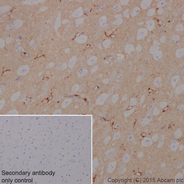 Immunohistochemistry (Formalin/PFA-fixed paraffin-embedded sections) - Anti-Apolipoprotein E antibody [EPR19392] - Low endotoxin, Azide free (AB227993), expandable thumbnail