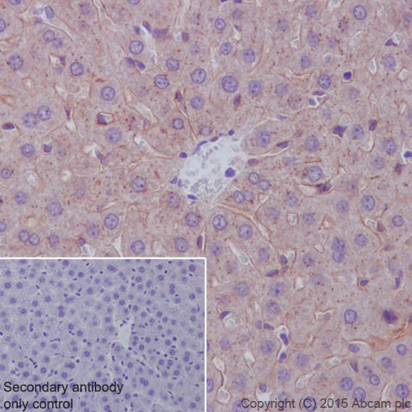 Immunohistochemistry (Formalin/PFA-fixed paraffin-embedded sections) - Anti-Apolipoprotein E antibody [EPR19392] - Low endotoxin, Azide free (ab227993), expandable thumbnail