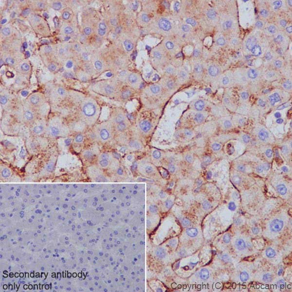 Immunohistochemistry (Formalin/PFA-fixed paraffin-embedded sections) - Anti-Apolipoprotein E antibody [EPR19392] - Low endotoxin, Azide free (AB227993), expandable thumbnail