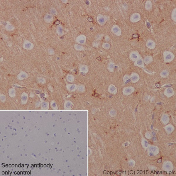 Immunohistochemistry (Formalin/PFA-fixed paraffin-embedded sections) - Anti-Apolipoprotein E antibody [EPR19392] - Low endotoxin, Azide free (ab227993), expandable thumbnail